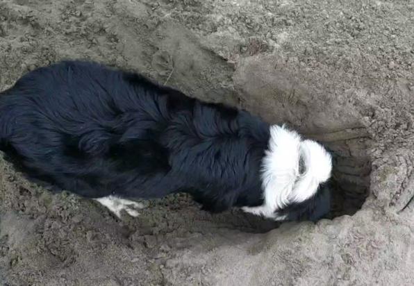 家里狗刨坑是什么征兆