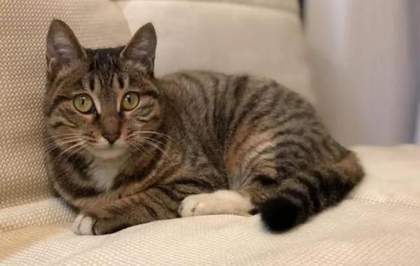 猫咪指甲黑色污垢还不让碰
