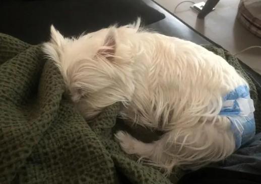 狗狗突然一直坐着,不舒服的样子-图1