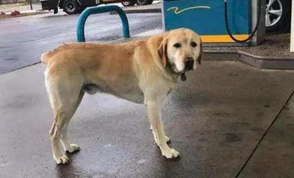 狗狗走失如何找回窍门