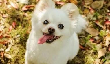 狗狗确诊糖尿病吃什么药最好降糖药物