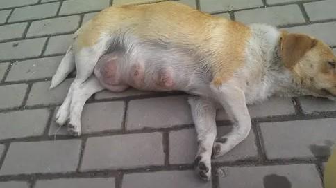 狗狗乳房大了是不是要生了-图1