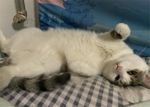 猫尿床上骚味怎么去除-图1