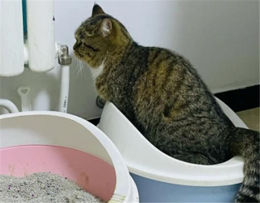 猫尿不出来尿怎么解决-图1