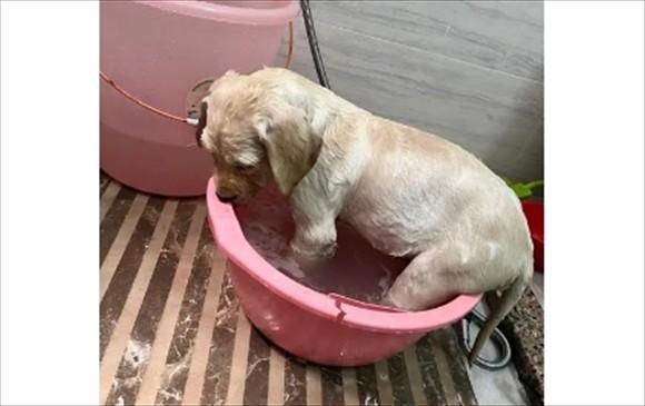 狗狗生完宝宝多久能洗澡-图1