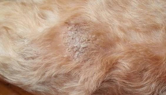 狗狗癣病怎么治疗-1