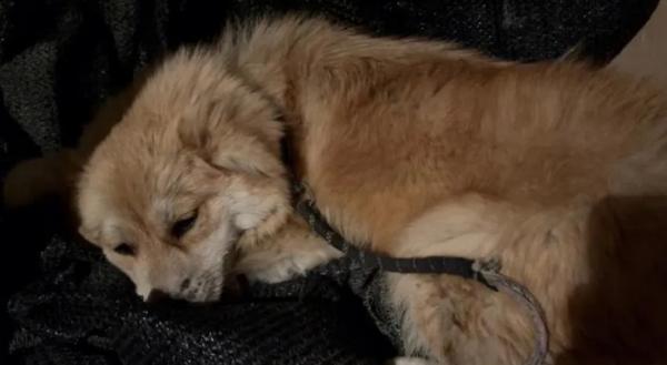 狗狗犬瘟临死前的征兆-图1