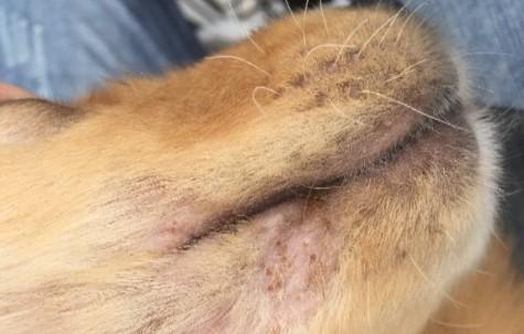 狗狗驱了虫还挠痒-图1