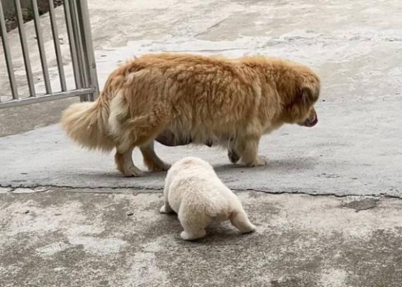 为什么狗狗会突然离去呢怎么回事-图1