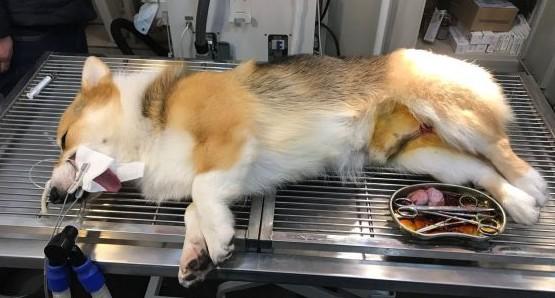 狗狗绝育后还来月经吗-图1