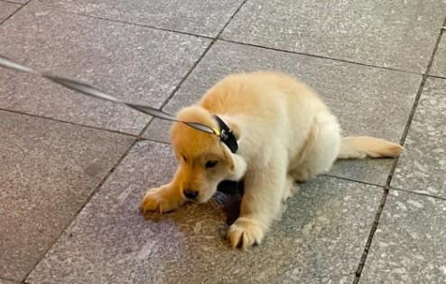 狗狗为什么赖着不走