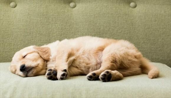 狗狗睡眠时间是多少-图1