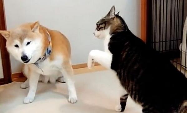 狗狗为什么挑衅猫咪叫呢-图1