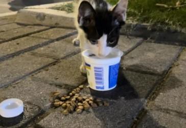 猫能喝生牛乳的酸奶吗-图1