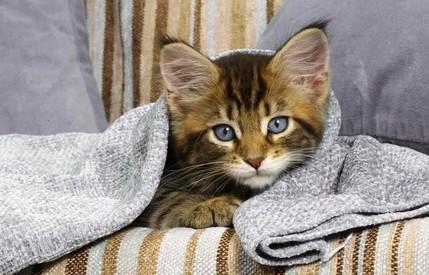 猫身上的跳蚤会传染给人吗-图1