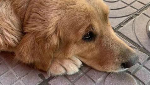 狗狗神经炎的症状-图1