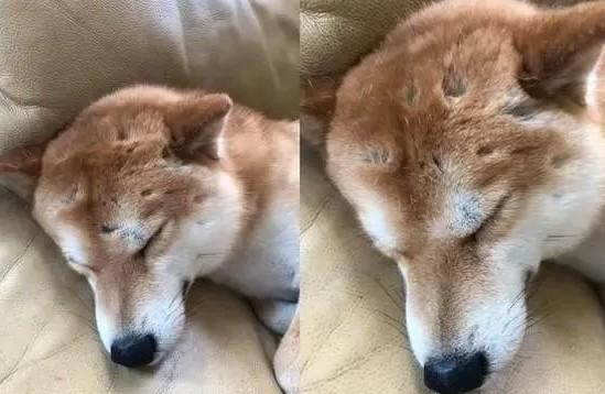狗狗头上天坑图片-图1
