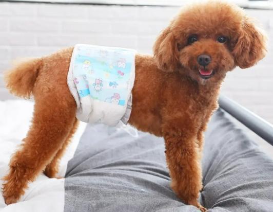 狗狗事后吃避孕药最佳时间-图1