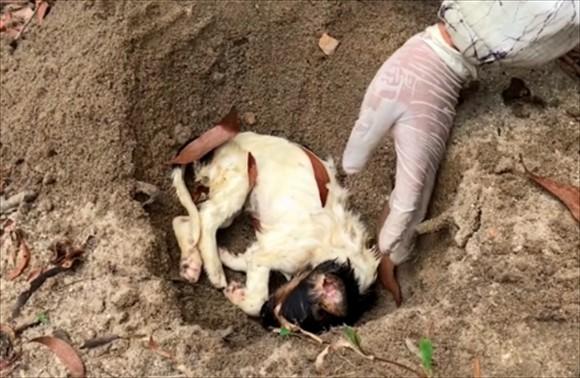 狗狗死了两年了想把她挖出来-图1