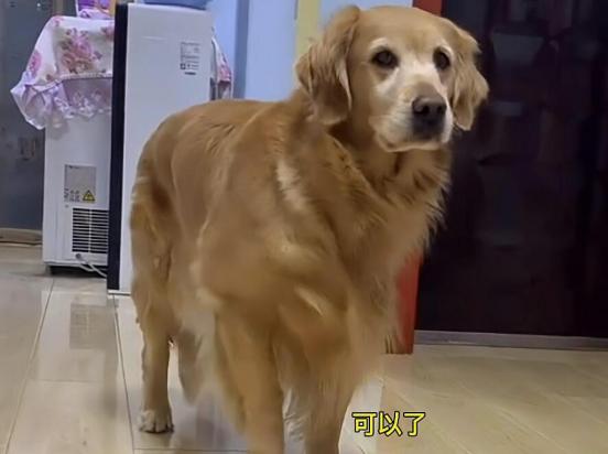 狗狗为什么听不懂还能理解主人的话