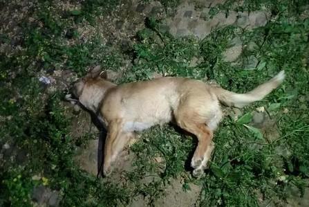 狗狗死了没地方埋放垃圾站可以吗-图1