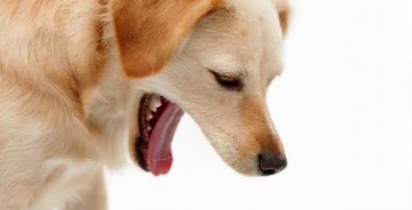 为什么狗狗吐涎水呢