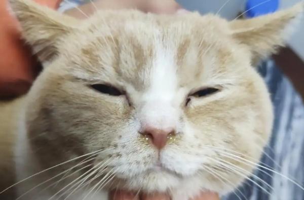 猫偶尔打喷嚏喷一大坨黄鼻涕-图1
