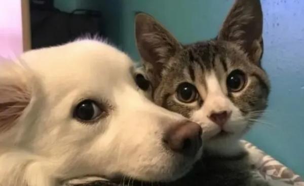 为什么狗舔猫咪的脸-图1