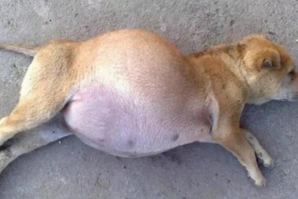狗狗怀孕多久能看出来-图1