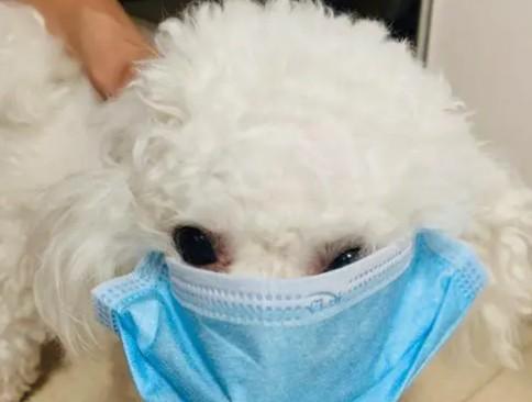 为什么狗狗不让带口罩-图1