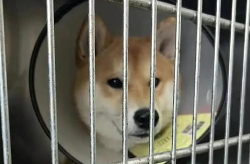 狗狗肾衰快死的十个征兆-图1