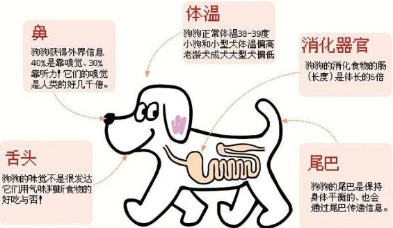 狗狗身体器官部位图解-图1