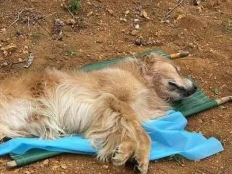 狗狗脱水死亡前症状-图1