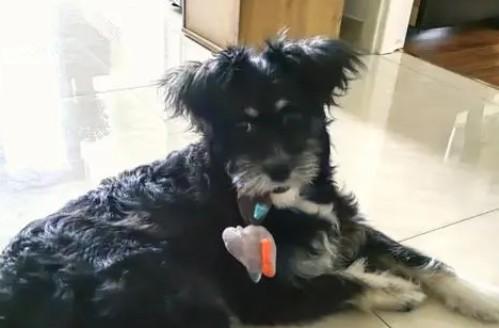 狗狗射速好烫太可怕了-图1