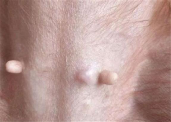 狗狗乳腺瘤吃什么药控制-图1