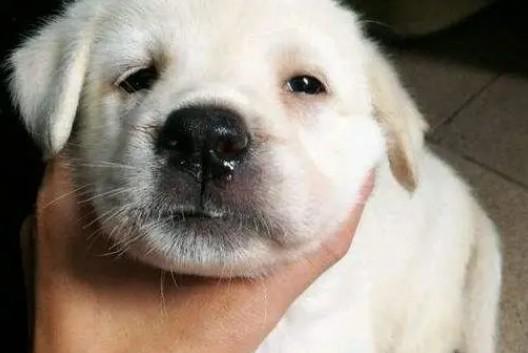 小狗得了犬瘟传染人吗