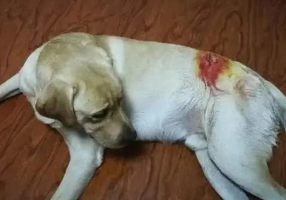 狗狗被咬伤会自愈吗