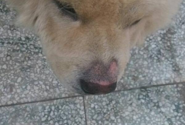 狗狗鼻子上结痂龟裂-图1