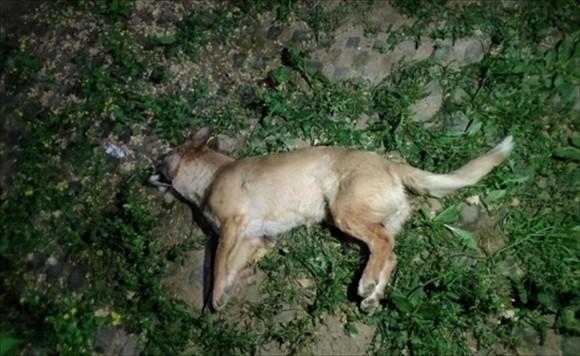 狗狗死了埋土里一年后可以挖出来吗-图1