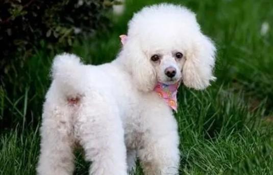 挑选宠物犬要考虑的问题-图1