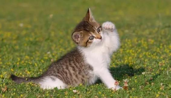 小猫被大狗咬破一个窟窿-图1