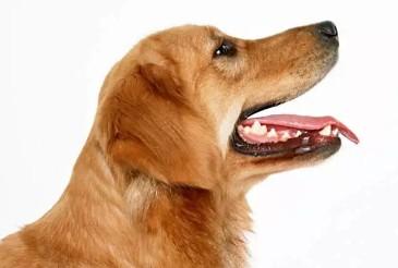 狂犬病症状会学狗叫吗-图1