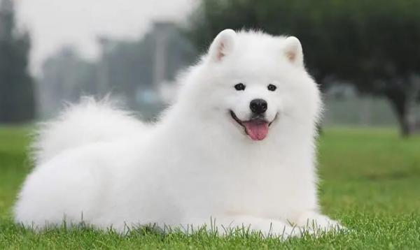十大颜值最高的狗狗秋田犬