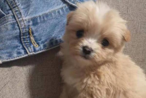 买狗需要知道的知识：如何选择健康的幼犬