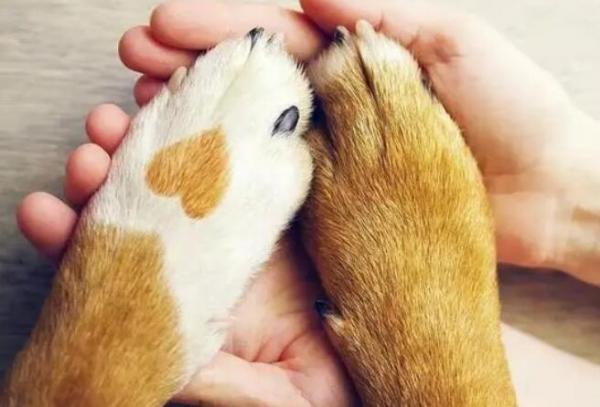 狗狗狼爪为什么要切掉
