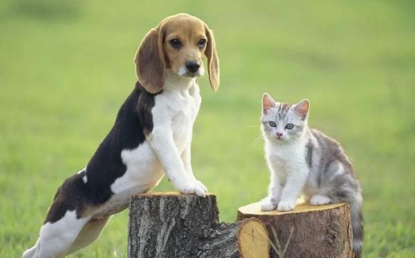 猫和狗喝一碗水会生病吗-图1