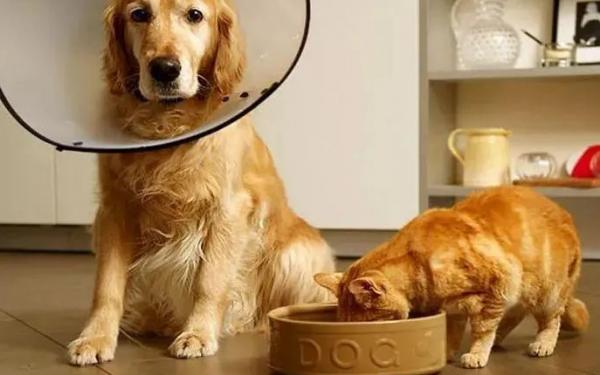 猫细菌多还是狗细菌多-图1