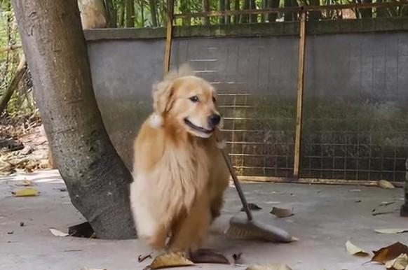 网上很火的第一小狗萌翻众人心灵暖暖狗