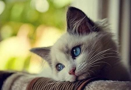 猫狗会因为伤心流泪吗-图1