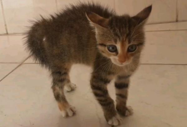 猫咪看到狗狗炸毛怎么办